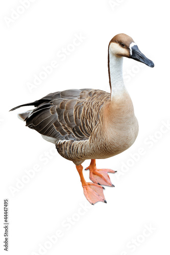 Goose isolated on a white background