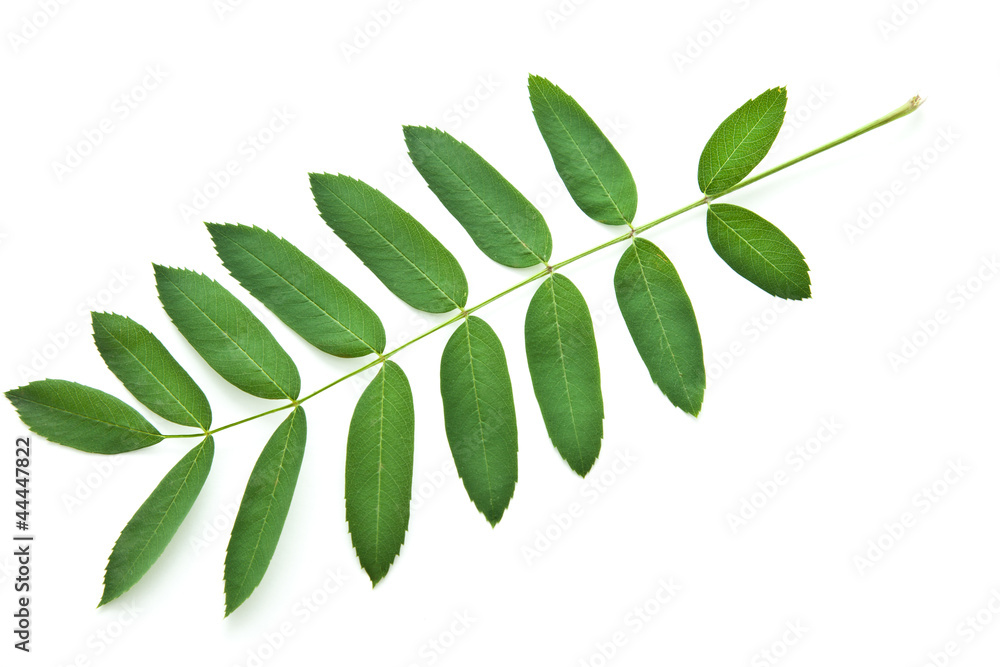 Naklejka premium Branch of mountain ash