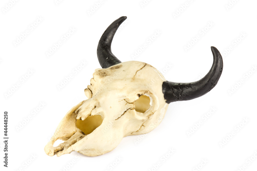Fototapeta premium Goats skull on white