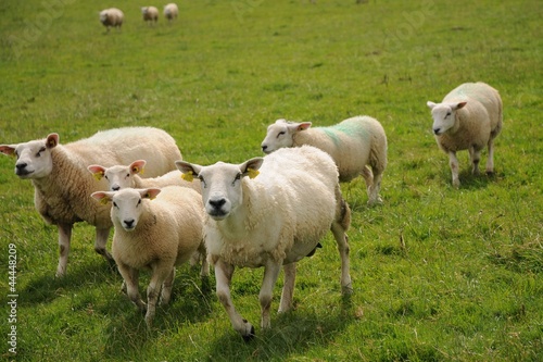 Troupeau gambadant au pré