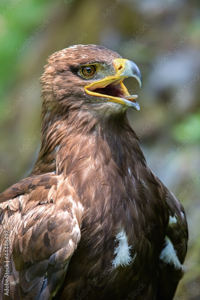 The Steppe Eagle (Aquila nipalensis) - portrait. The Steppe Eagle (Aquila nipalensis) - portrait.