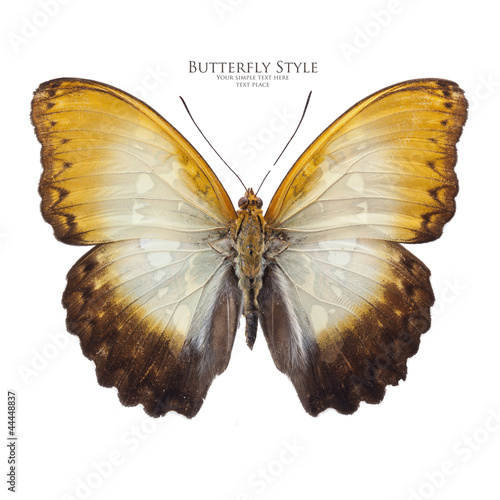 Cymothore beceri butterfly