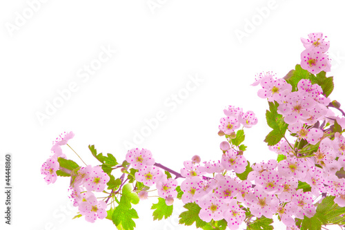 Baumblüten Hintergrund