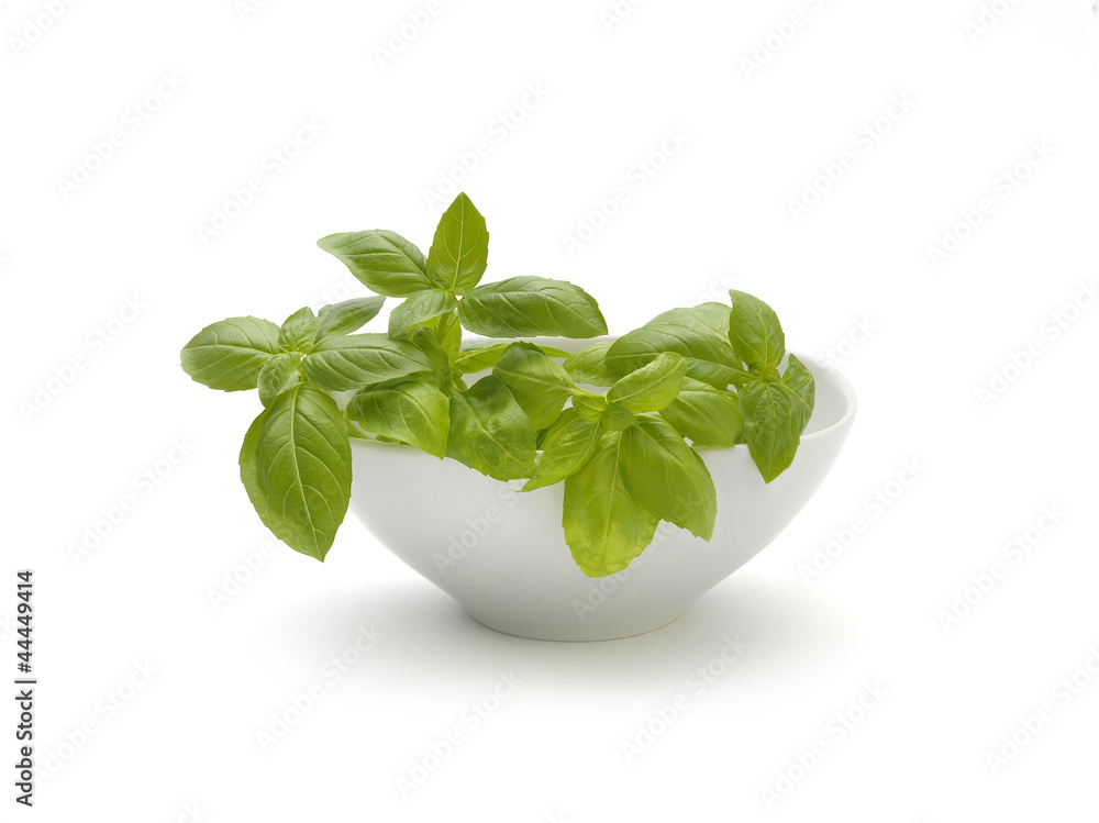 basil basil