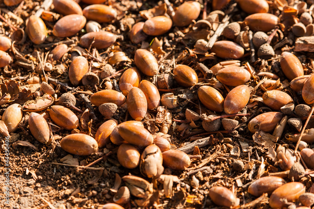 viele Eicheln einer Eiche