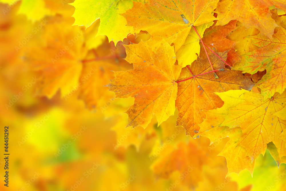 autumn leafs autumn leafs