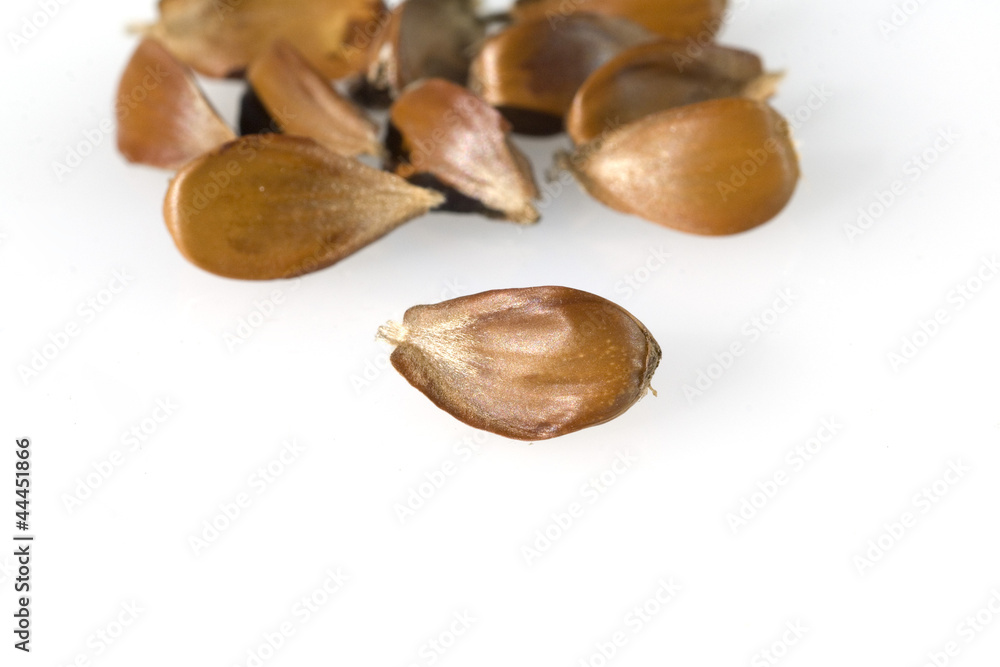 Bucheckern StockFoto Adobe Stock