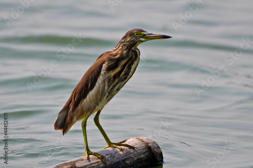 Chinese Pond Heron looking fish for food