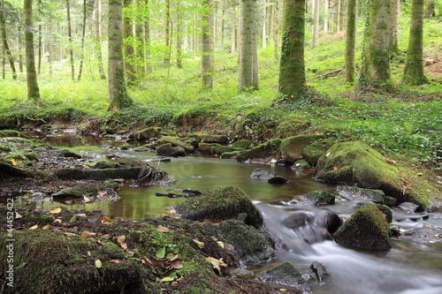 La petite source en forêt