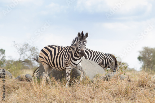 Zebras © Loïc Francois