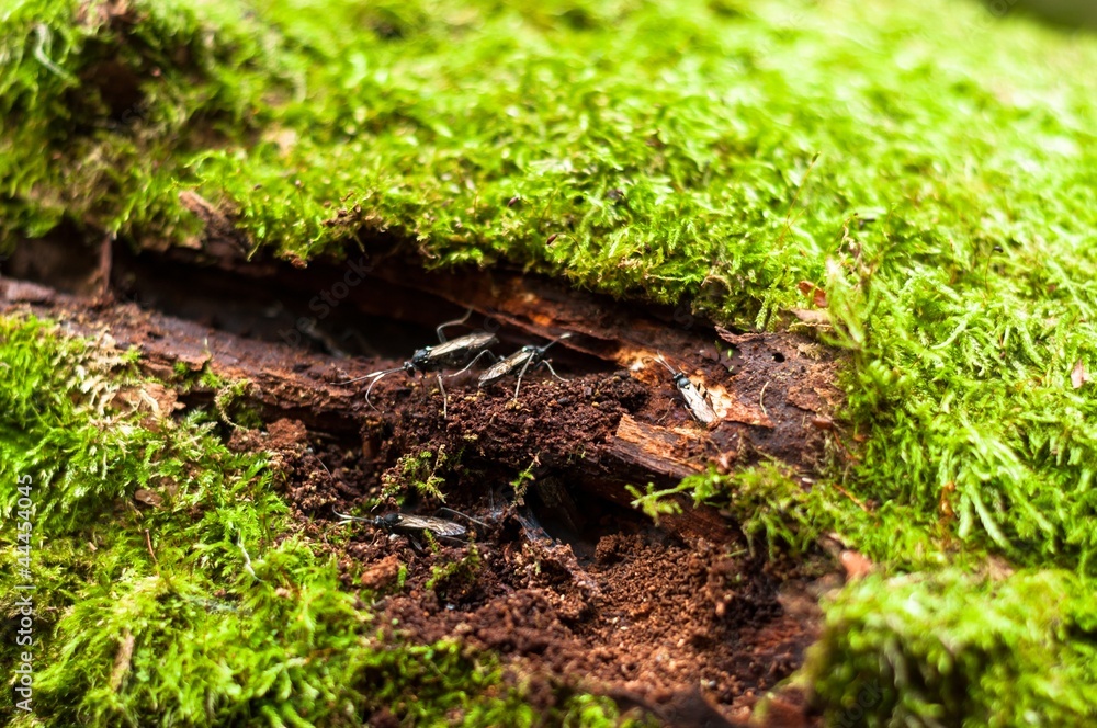Moss on tree trunk Moss on tree trunk