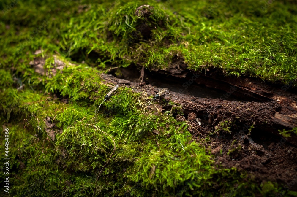 Moss on tree trunk Moss on tree trunk