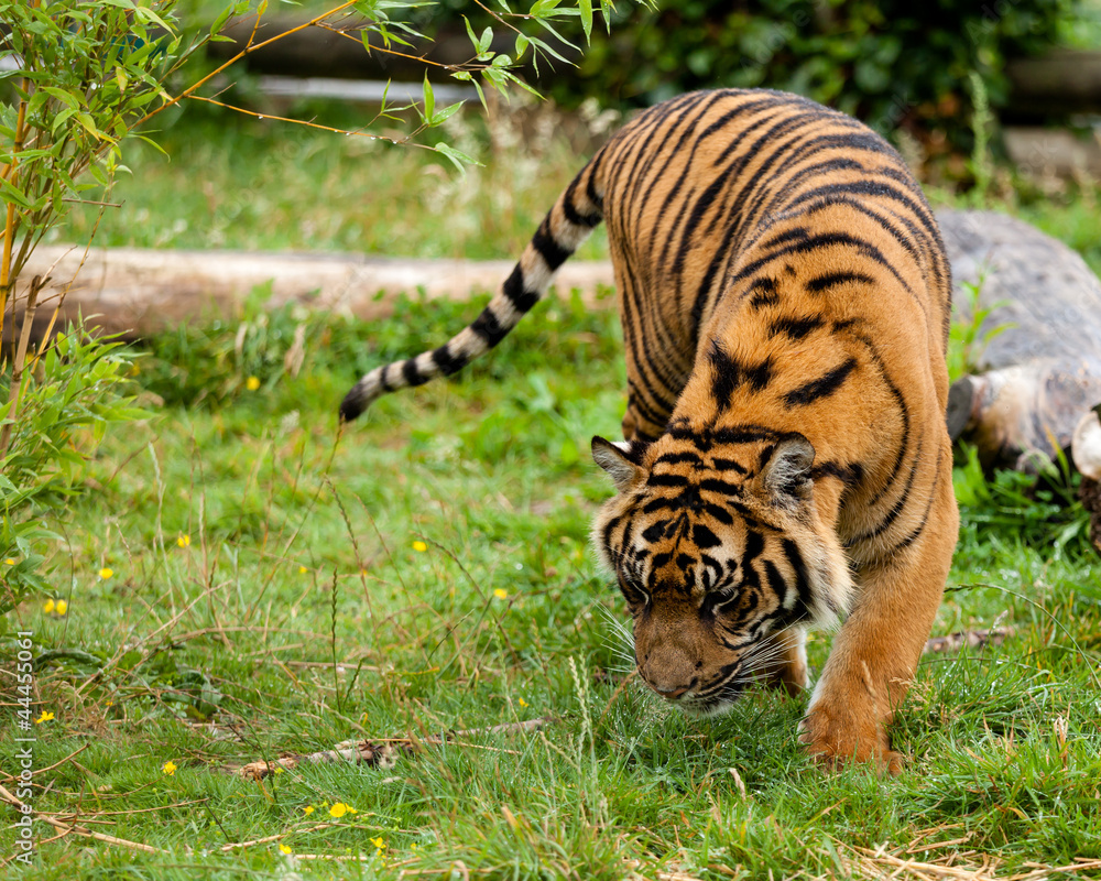 Obraz premium Young Sumatran Tiger Sniffing Wet Grass