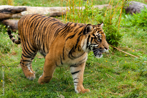 Side Portrait of Young Sumatran Tiger
