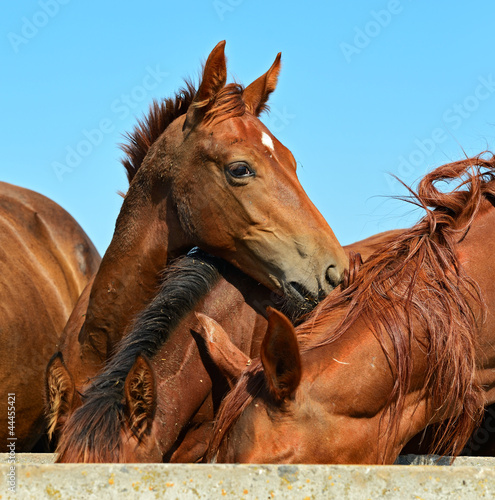 Horse