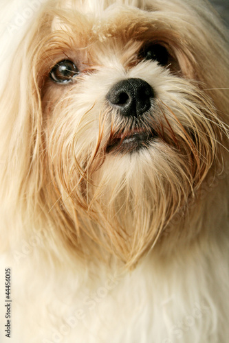 Lhasa Apso/ Raça Canina