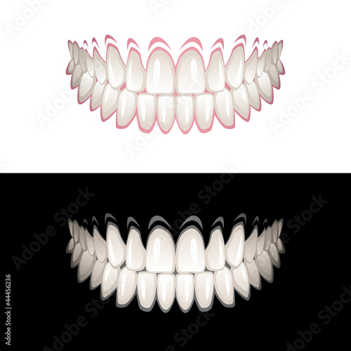 Teeth