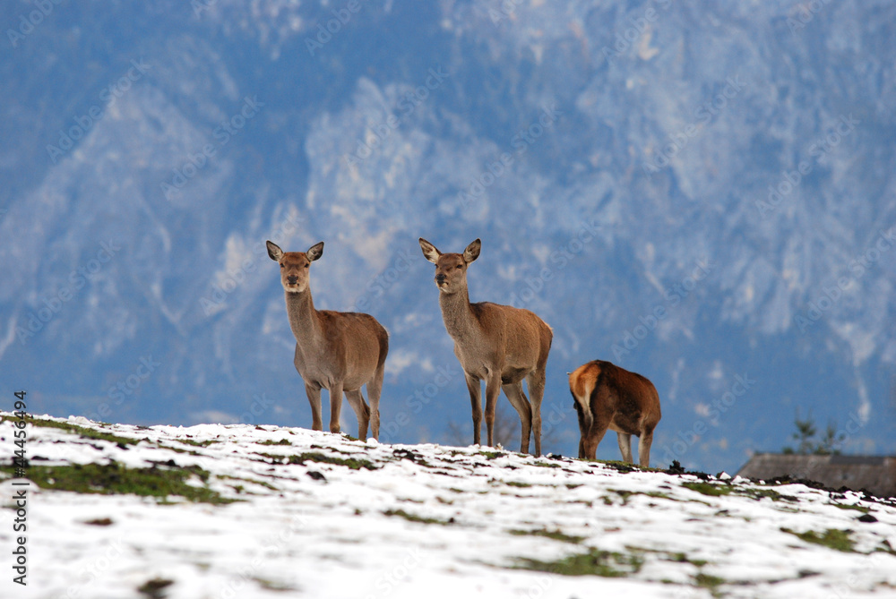 deer in the mountains in winter deer in the mountains in winter