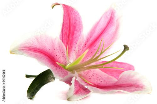 beautiful pink lily, isolated on white