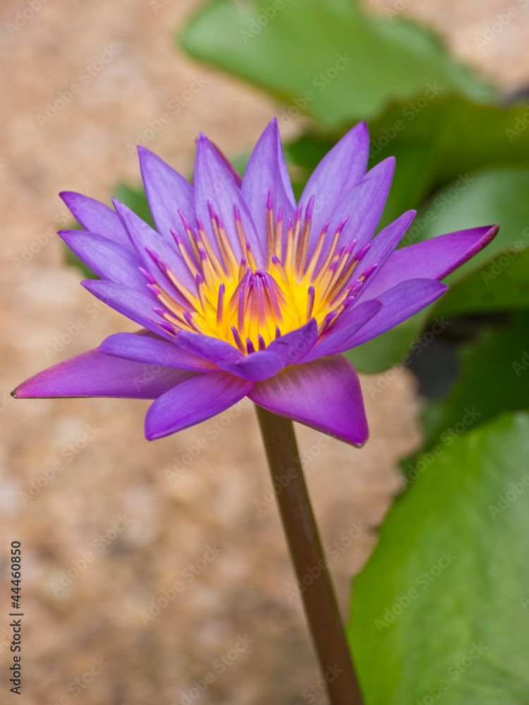 Purple water lily Purple water lily