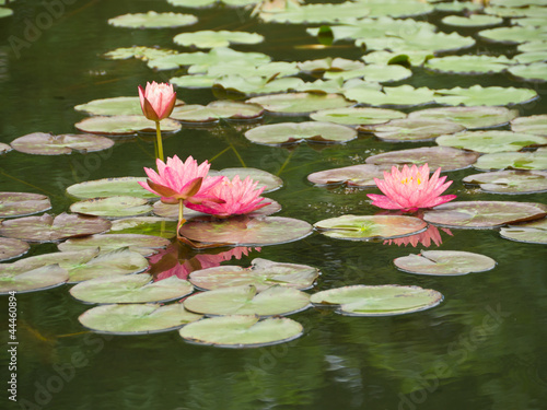 Water lily in pond