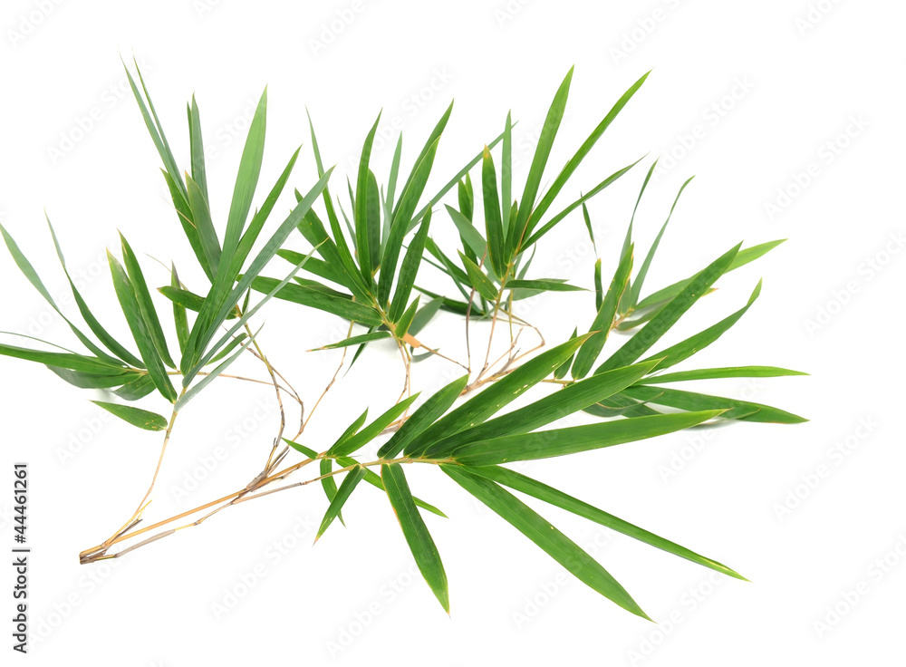 Fototapeta premium bamboo leaves