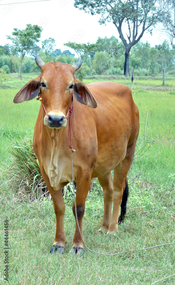 native cow in thailand.