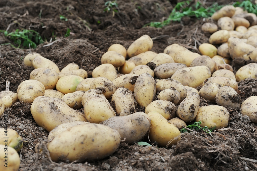 Harvesting in a potato field