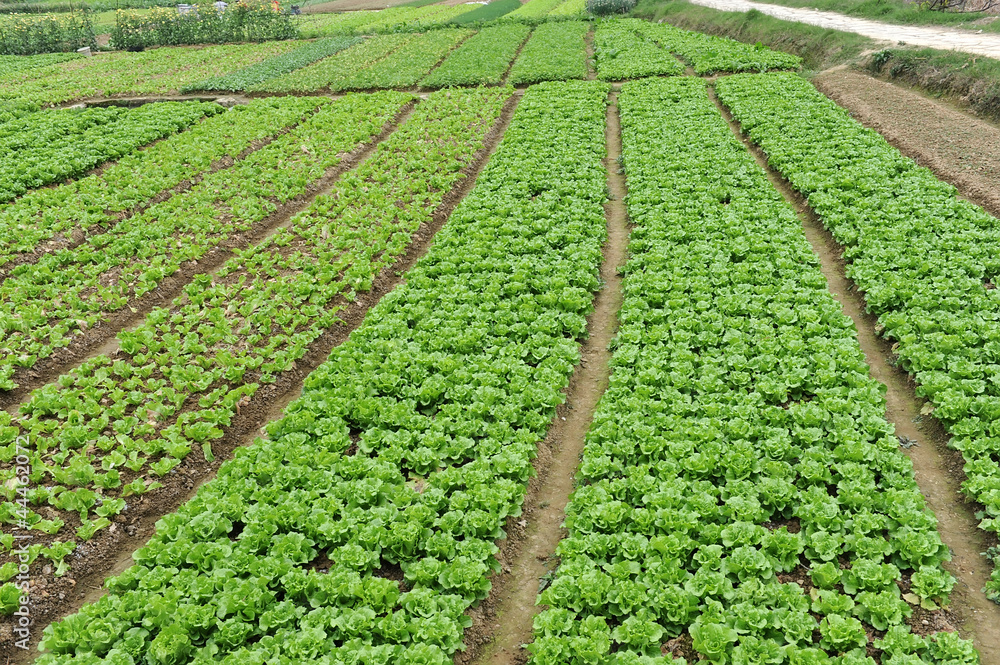 lettuce plant in field lettuce plant in field