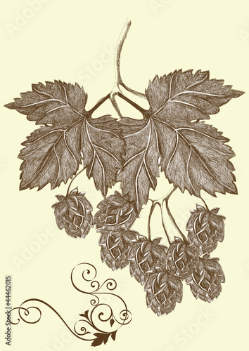 Hand drawn hop branch