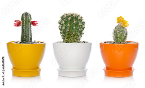 Fototapeta Naklejka Na Ścianę i Meble -  house flowers, cactuses