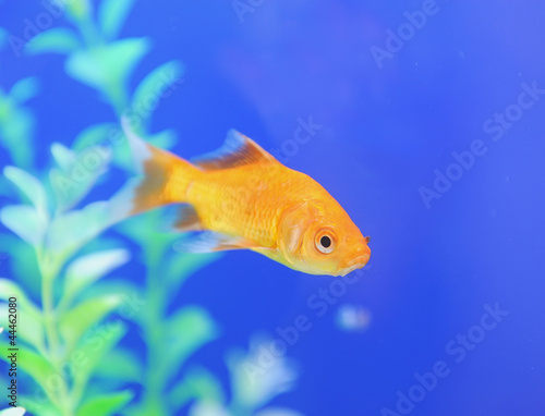 Tropical fish in an aquarium whit water on background © xiaoliangge