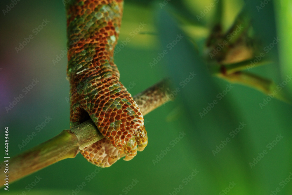 Fototapeta premium Chamaeleo calyptratus