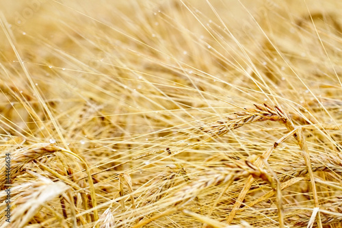 Closeup of ripe barley