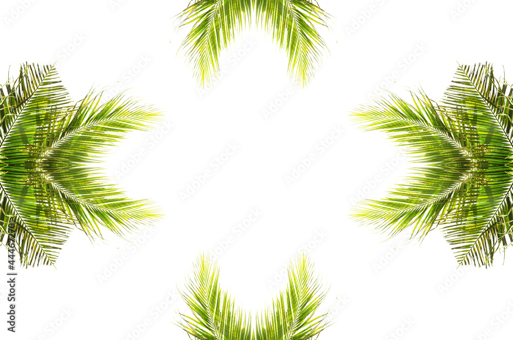 coconut leaves with design on white background