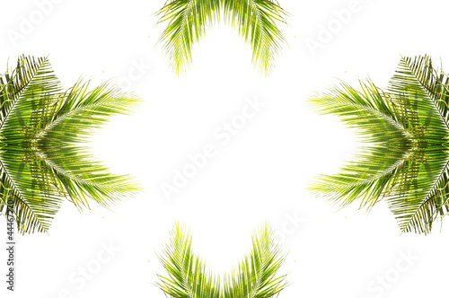 coconut leaves with design on white background