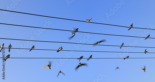 Group of swallows sitting on the power line.