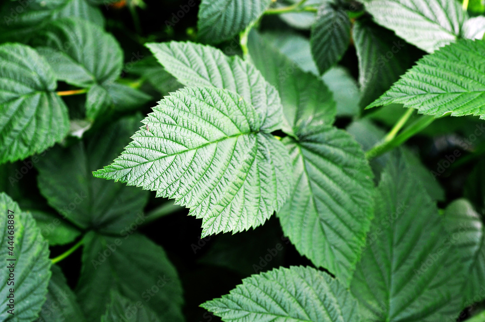 bush of raspberries bush of raspberries