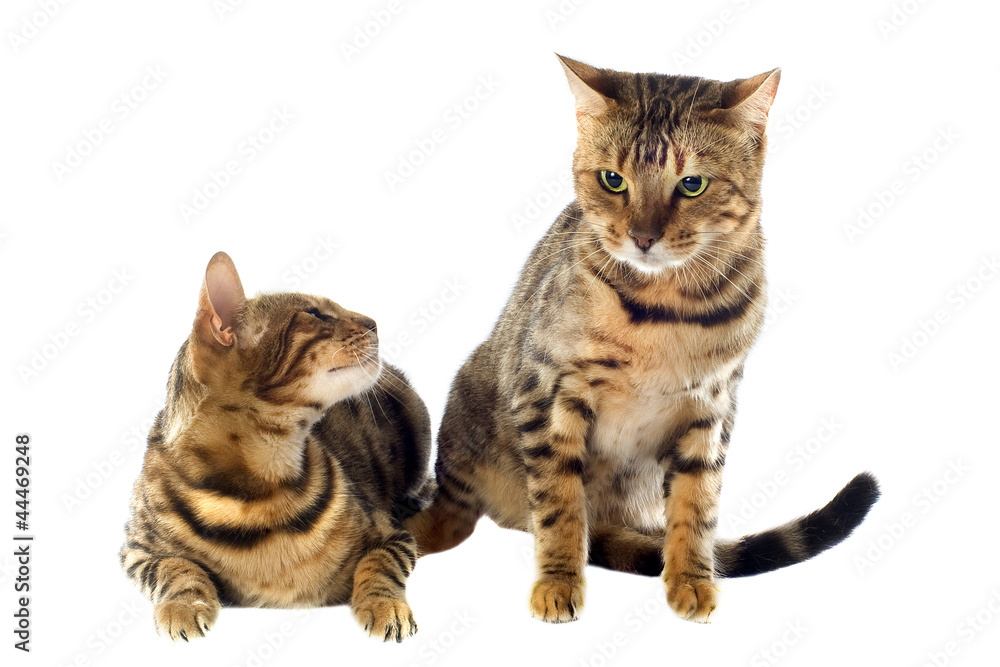 Fototapeta premium bengal cats