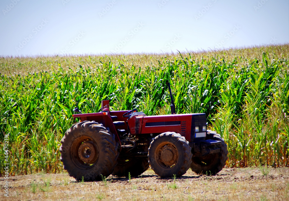 Obraz premium Old tractor in cornfield