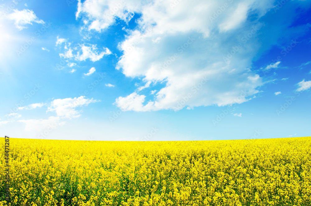 field rapeseed in bloom