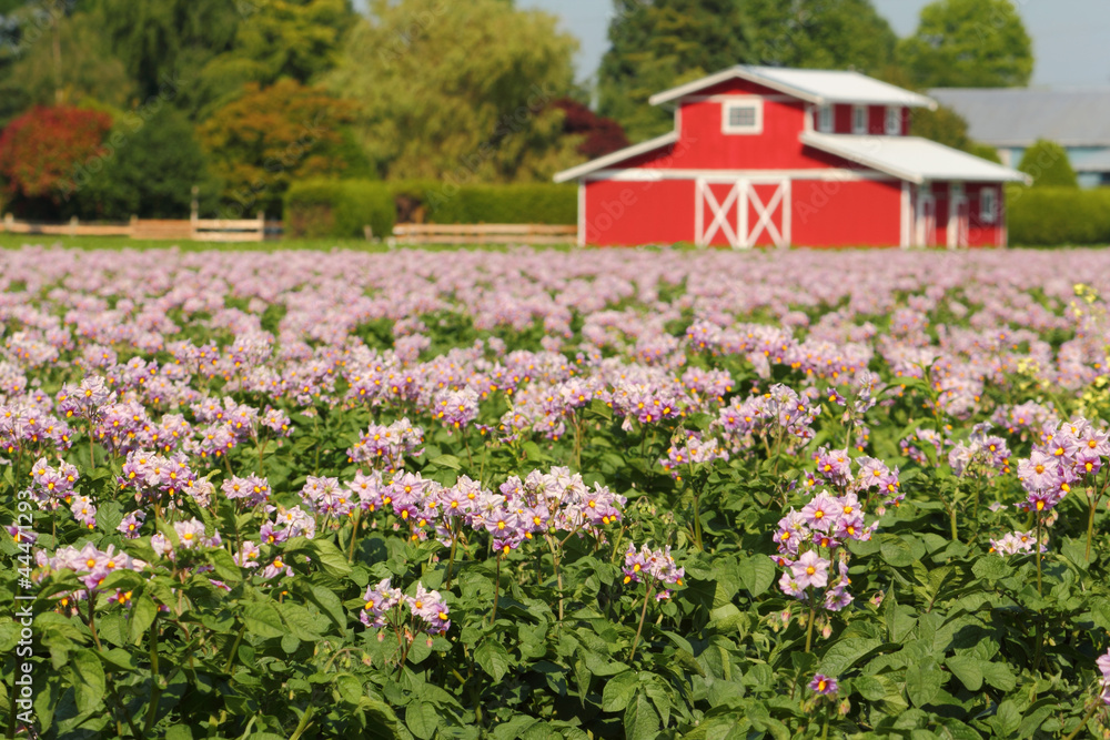 Potato Field with Blossoms Potato Field with Blossoms