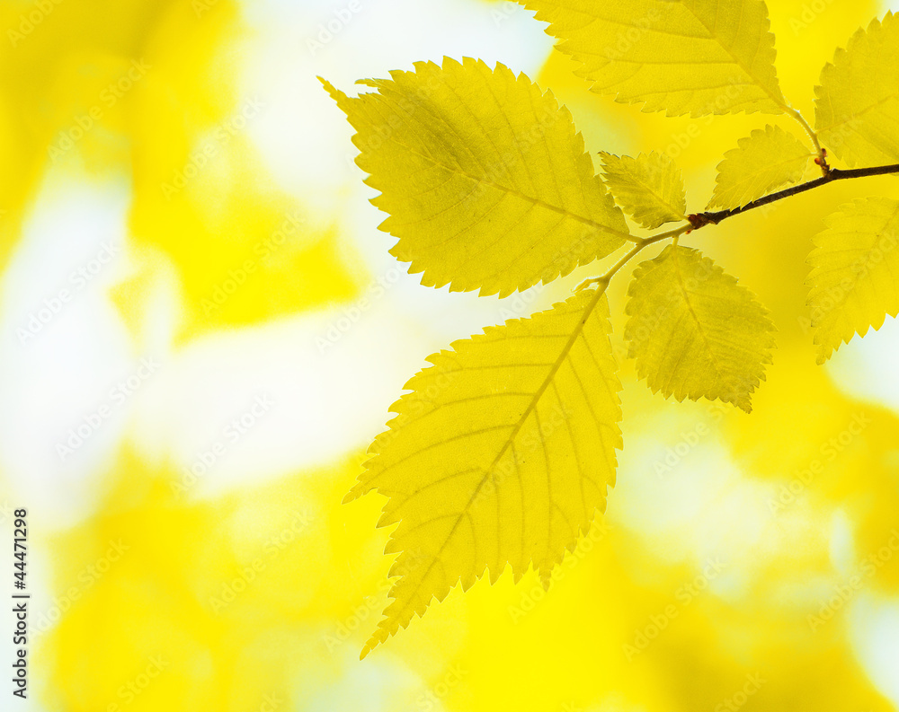 Fototapeta premium autumn