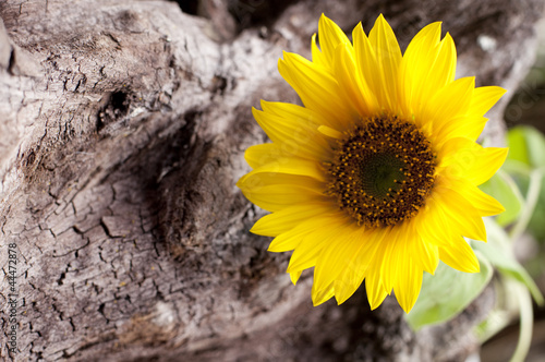 tournesol sur fond de tronc d'arbre photo