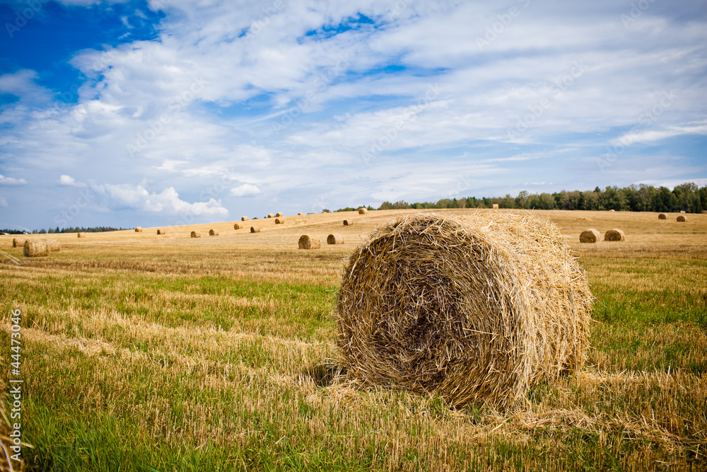 Straw Haystacks on the grain field after harvesting