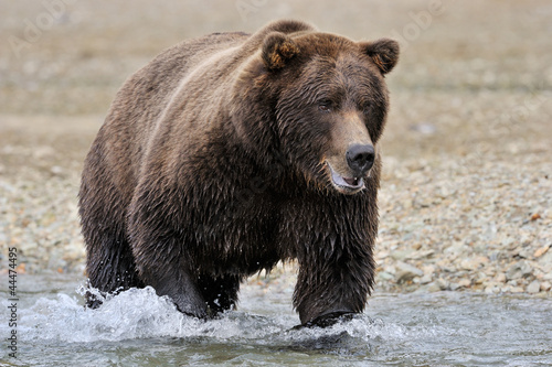 Grizzly Bear in river catching salmon.