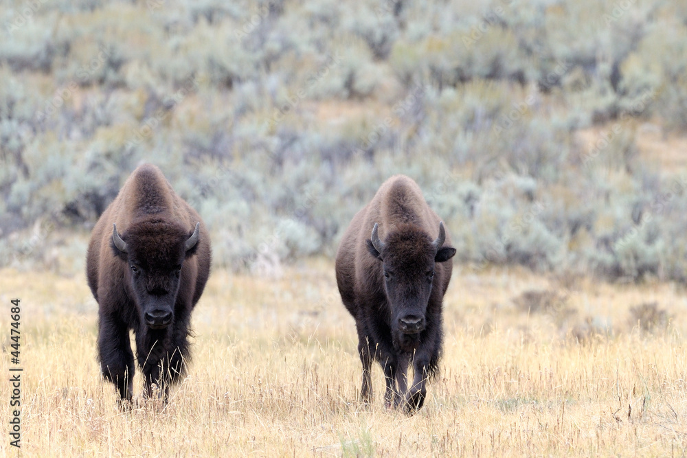 Buffalo at Yellowstone Buffalo at Yellowstone