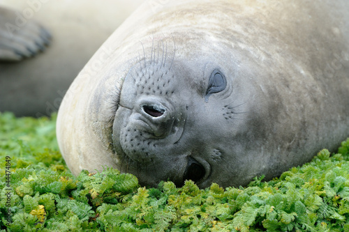 Elephant Seal relaxing