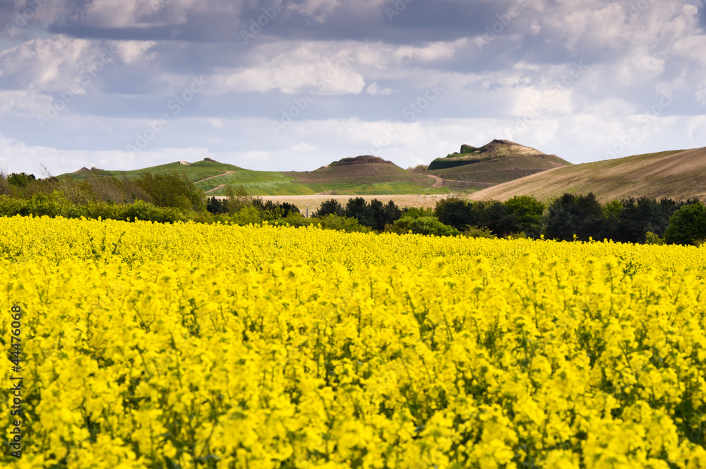 Northumberlandia over rapeseed field