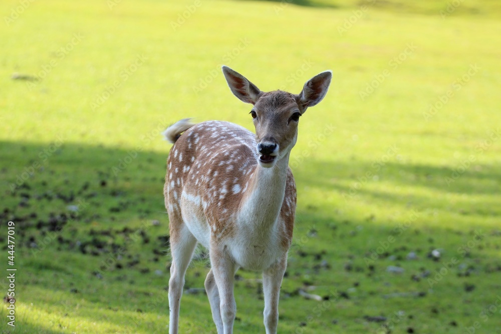 Fototapeta premium Damwild